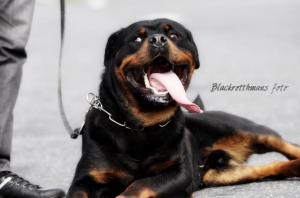 OFER MASCUL ROTTWEILER PENTRU MONTA.