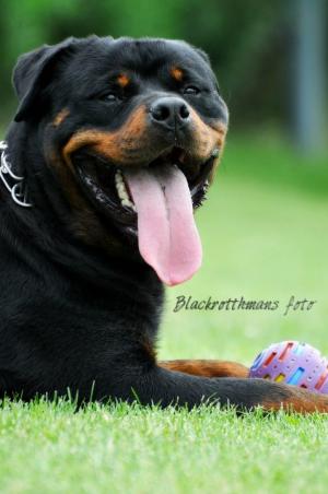 OFER MASCUL ROTTWEILER PENTRU MONTA.