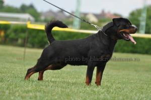 Ofer pentru monta Mascul Rottweiler