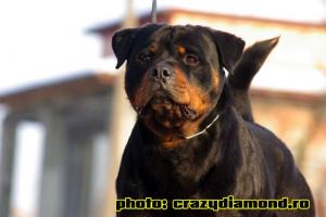 Ofer pentru monta Mascul Rottweiler