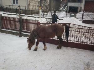 vand armasar semigreu