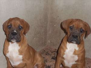 Boxer de vanzare