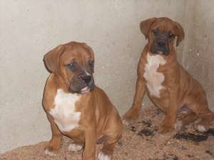 Boxer de vanzare