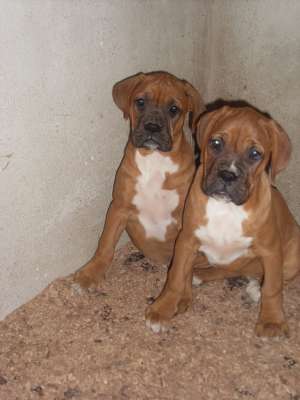 Boxer de vanzare