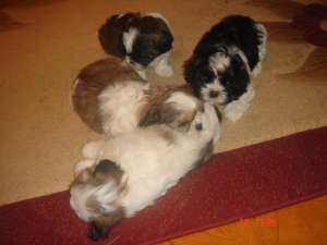 shih tzu ieftini