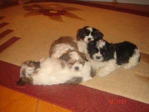 shih tzu ieftini