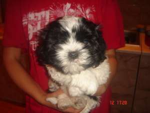 shih tzu ieftini