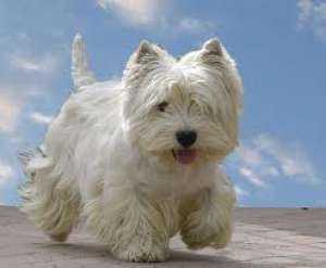 cumpar bichon