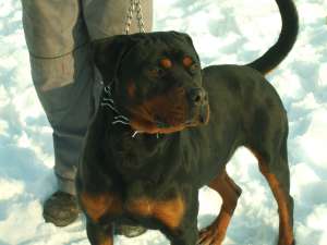 ofer pt monta rottweiler