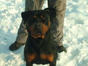 ofer pt monta rottweiler