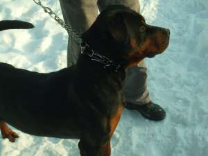 ofer pt monta rottweiler