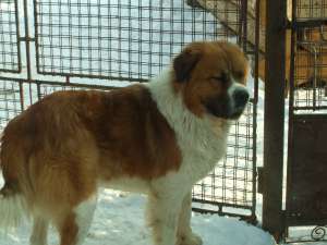 saint bernad