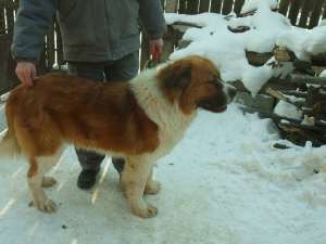 saint bernad