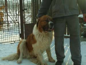 saint bernad