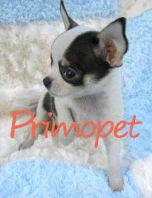 Puiuti Chihuahua Toy 100 % de Vanzare.