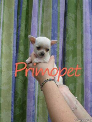 Puiuti Chihuahua Toy 100 % de Vanzare.