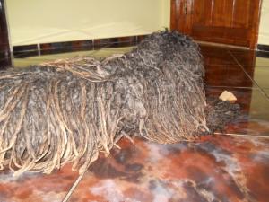 vand catei puli