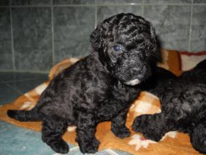 vand catei puli