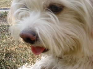 Caut Bichon Havanez pentru imperechere