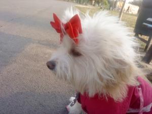 Caut Bichon Havanez pentru imperechere