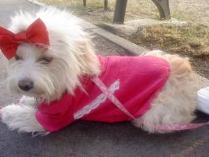Caut Bichon Havanez pentru imperechere