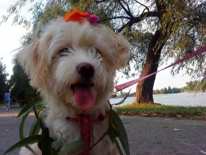Caut Bichon Havanez pentru imperechere