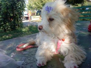 Caut Bichon Havanez pentru imperechere