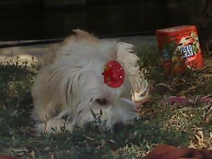Caut Bichon Havanez pentru imperechere