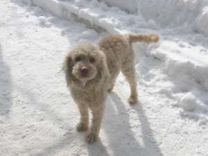 vand catel LAGOTTO ROMAGNOLO din parinti cautatori de trufe in virsta de 10 luni are carnet de sanat