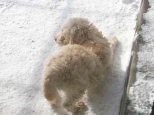 vand catel LAGOTTO ROMAGNOLO din parinti cautatori de trufe in virsta de 10 luni are carnet de sanat