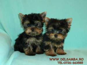 de vanzare pui de YORKSHIRE TERRIER,  vand pui YORKY TOY