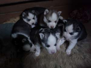 Vand pui HUSKY