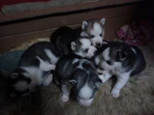 Vand pui HUSKY