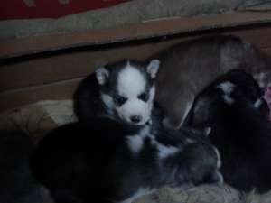 Vand pui HUSKY