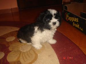 pui shih tzu de vanzare