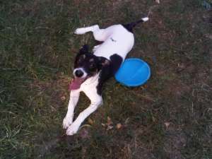 Caut femela Jack Russell Terrier pentru imperechere