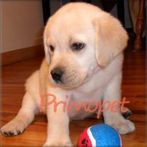 Puiuti  Labrador Retriever de Vanzare