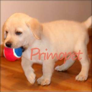 Puiuti  Labrador Retriever de Vanzare