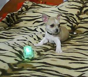 vand pui de chihuahua