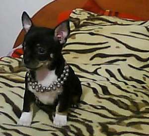 vand pui de chihuahua