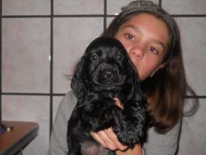 vand cocker spaniel