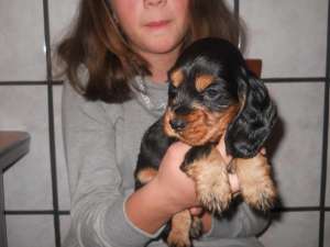 vand cocker spaniel