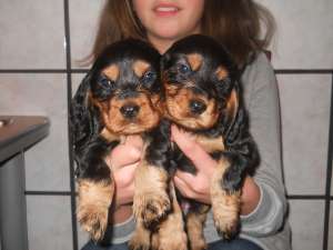 vand cocker spaniel