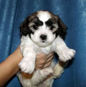 Pui bichon havanez / havanese