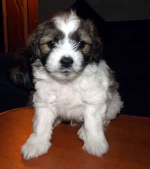 Pui bichon havanez / havanese