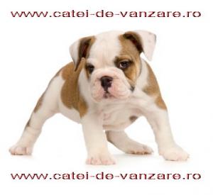 Catei Superbi din Toate Rasele