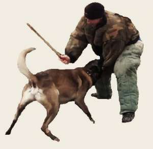 Dresaj canin Nikarad/ Arad