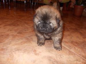 vand pui de chow-chow