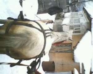 Vand Caii de rasa perseron!