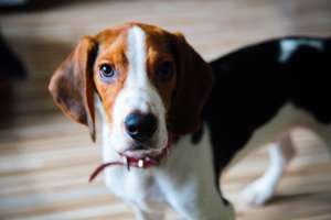 Beagle Tricolor
